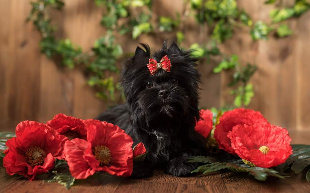 A black dog sitting on top of some red flowers.