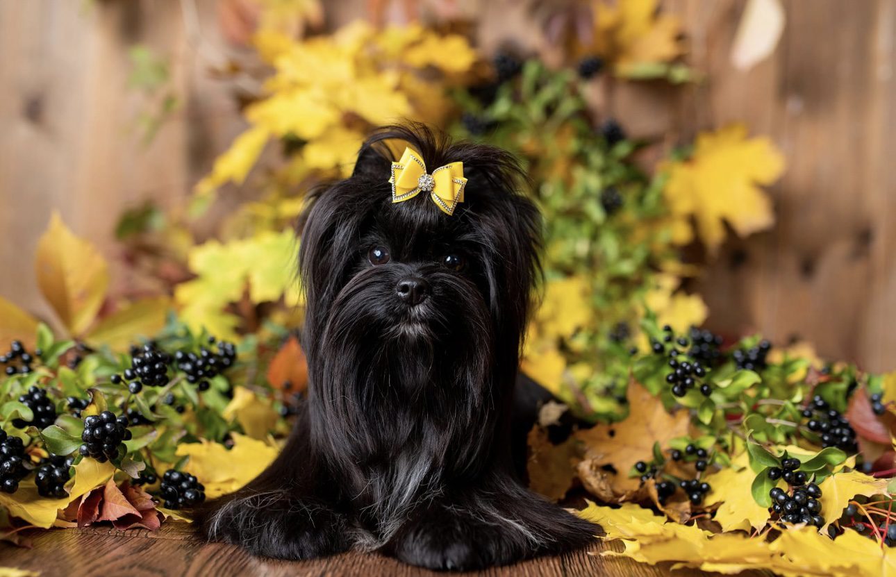 A black dog sitting on top of some leaves.